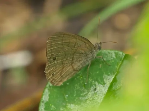 Satyr sp. - Hermeuptychia sp.