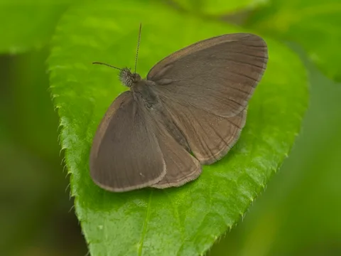 Satyr sp. - Hermeuptychia sp.