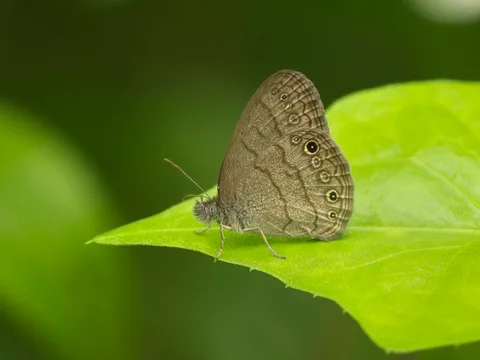 Satyr sp. - Hermeuptychia sp.