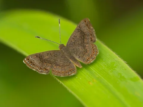 Metalmark - Calephelis sp.