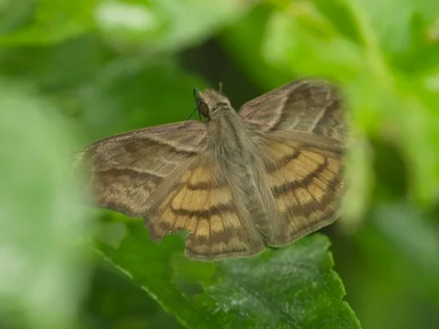 Many-banded Skipper, ssp. trifasciata