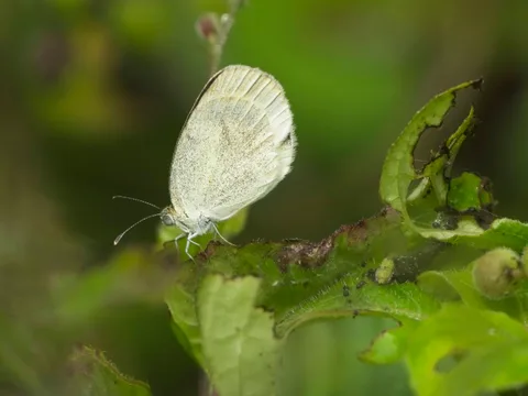 Barred Yellow