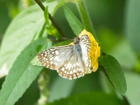 Tropical Checkered-Skipper