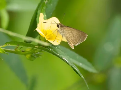 Saturnus Skipper