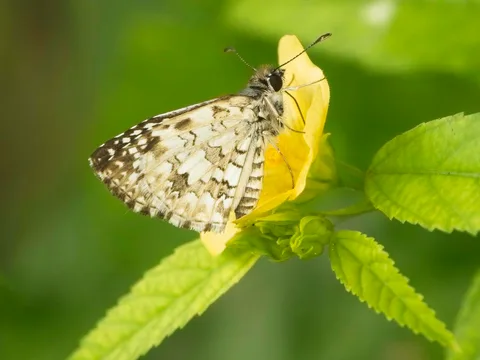 Tropical Checkered-Skipper