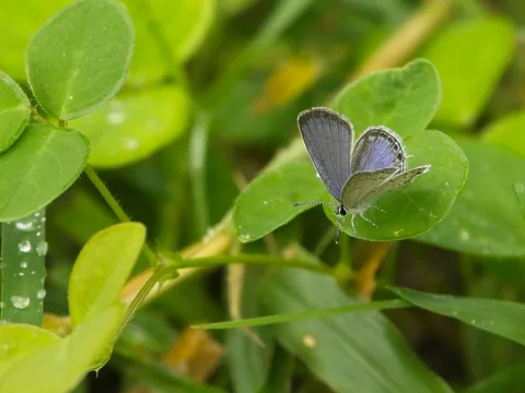 Eastern Tailed-Blue