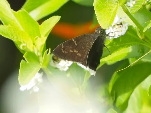 Skinner's Cloudywing