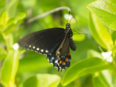 Yucatan Pipevine Swallowtail