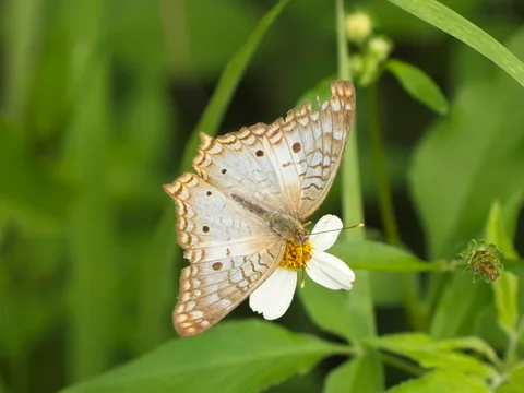White Peacock