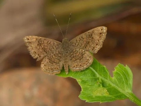 Metalmark, Calephelis sp.