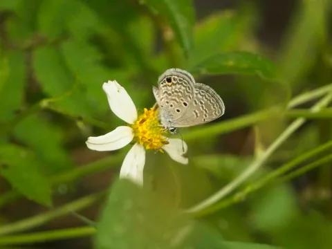 Ceraunus Blue