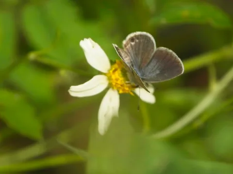Ceraunus Blue