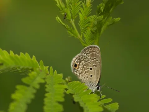 Ceraunus Blue