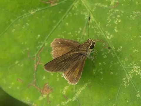 Saturnus Skipper