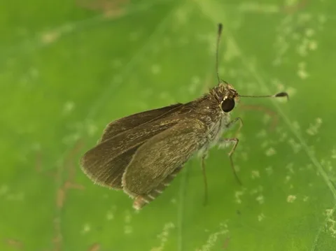 Saturnus Skipper