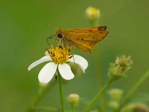 Fiery Skipper