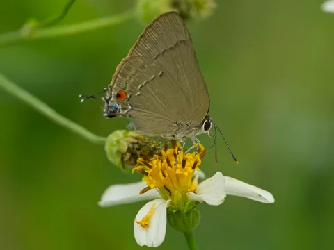 Strophius Hairstreak