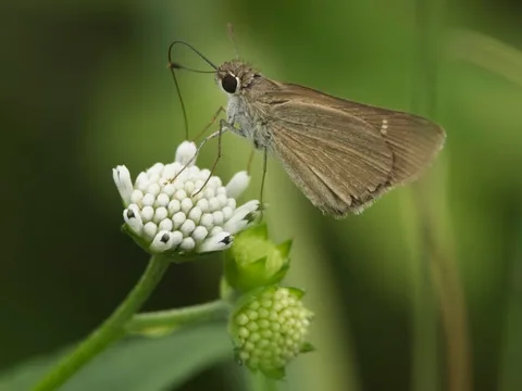 Eufala Skipper, ssp. eufala