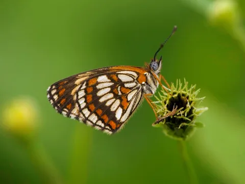 Theona Checkerspot, ssp. minimus