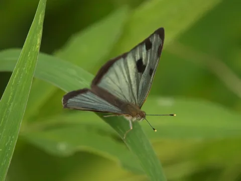 Four-spotted Sailor, ssp. mexicana