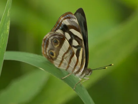 Four-spotted Sailor, ssp. mexicana