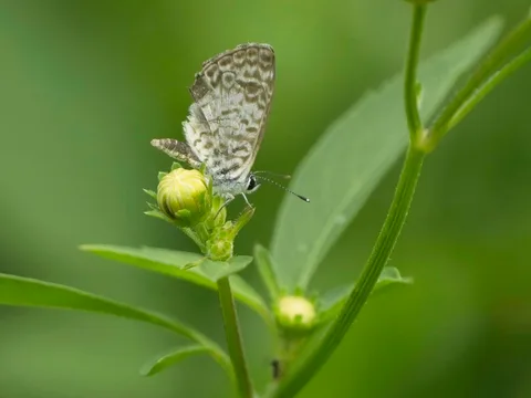 Cassius Blue, ssp. cassidula