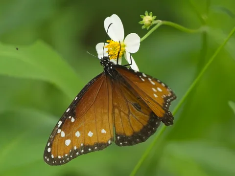 Queen, ssp. thersippus