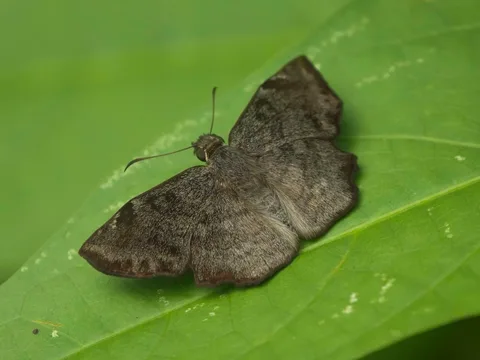 Common Spurwing