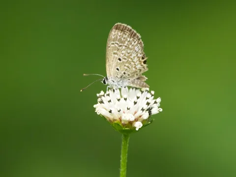 Ceraunus Blue