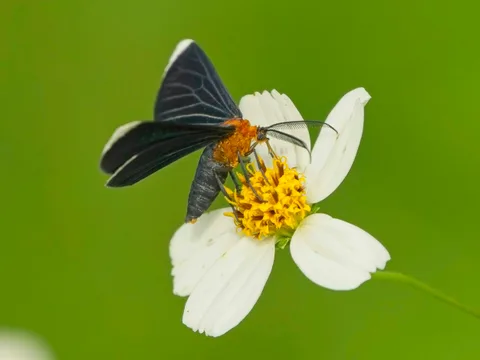 White-tipped Black, a moth - Melanchroia chephise