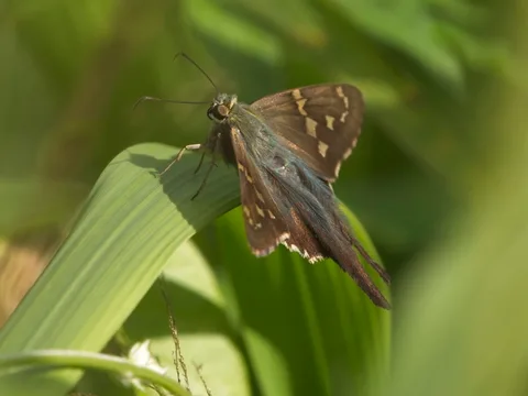 Long-tailed Skipper