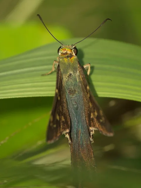 Long-tailed Skipper