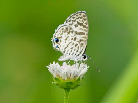 Cassius Blue, ssp. cassidula