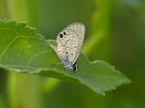Ceraunus Blue