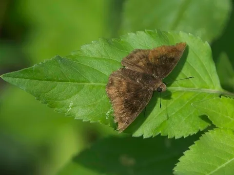 Unknown Spreadwing Skipper - maybe Pellicia dimidiata?