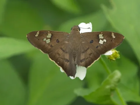 Asine Longtail, Ectornis asine