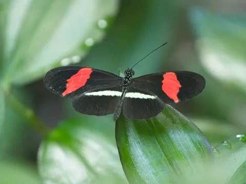 Crimson-patched Longwing