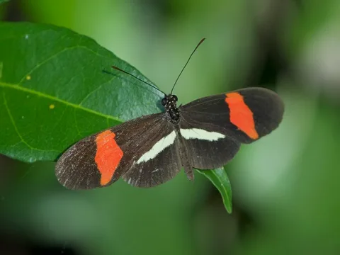 Crimson-patched Longwing