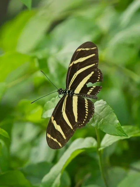 Zebra Longwing