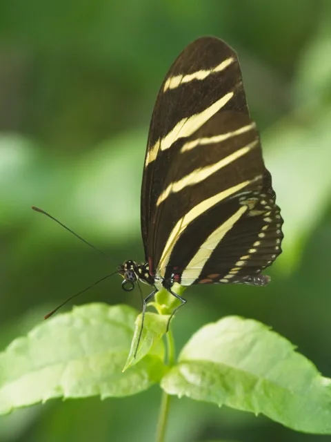 Zebra Longwing