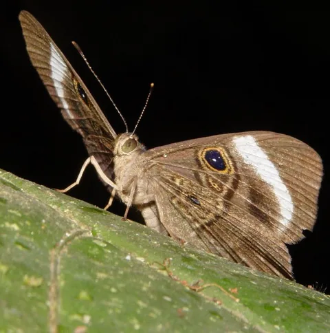 Mesosemia mycene, Eyemark sp.