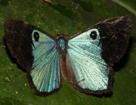 Mesosemia mycene, Eyemark sp.