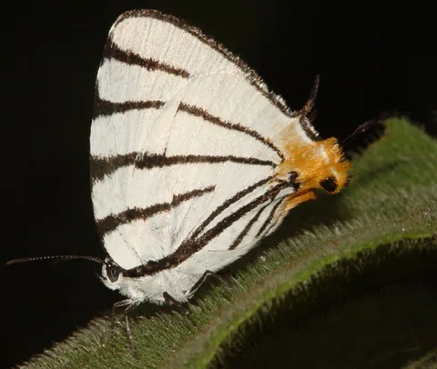 Arawacus leucogyna