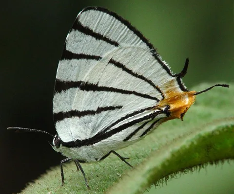 Arawacus leucogyna