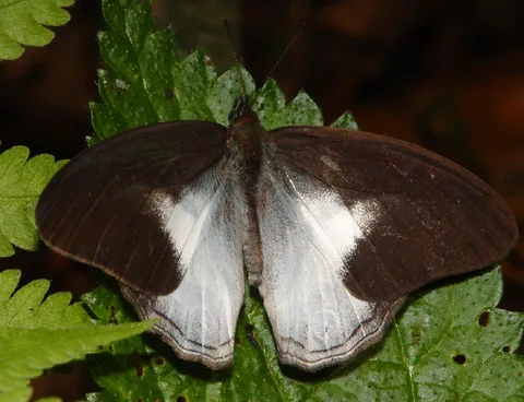 Pareuptychia metaleuca (aka Cissia metaleuca), Two-banded Satyr