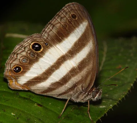 Pareuptychia metaleuca (aka Cissia metaleuca), Two-banded Satyr