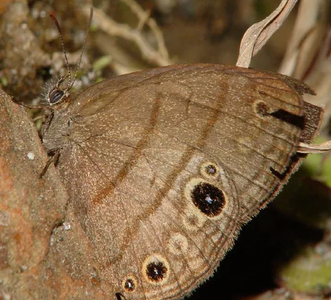 Hermeuptychia hermes, (aka Cissia hermes) a common roadside satyr