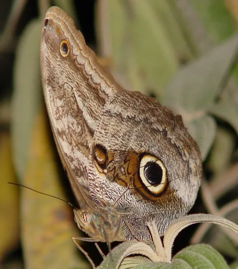 Caligo ilioneus, Ilioneus Giant-owl