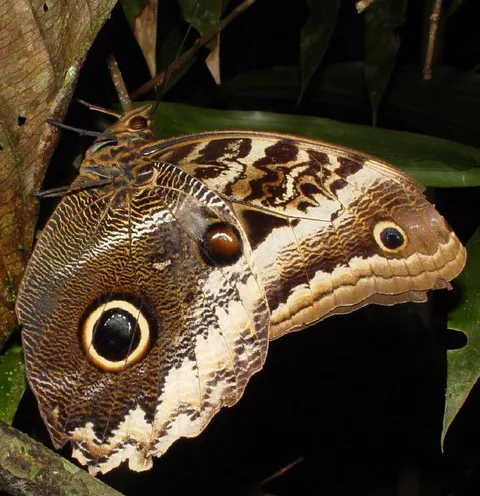 Caligo atreus, Yellow-edged Giant-owl (a very big butterfly!)