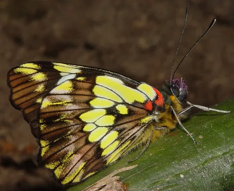 Leodonta dysoni, Dartwhite sp.: Looks white-and-black when it flies, but check out the colors with wings folded!:
